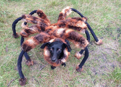 spider dog