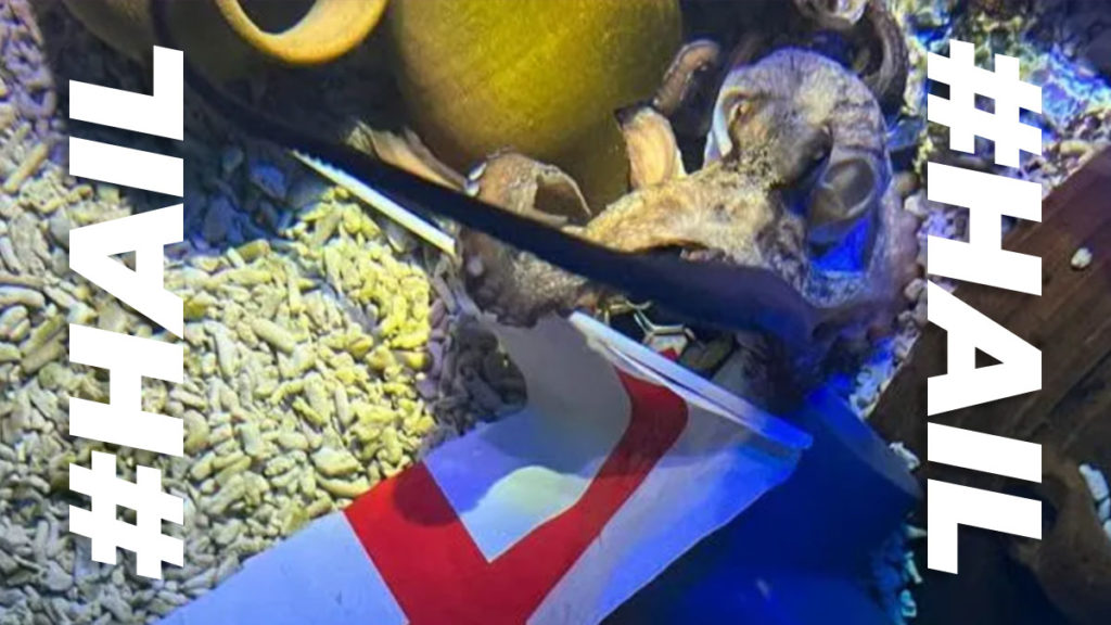 Octopus named after Lionesses star