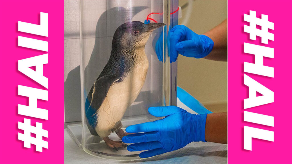 Wobbly penguin becomes the first in the world to have an MRI scan