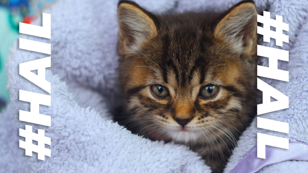WHISKAS Launches ‘Purrcast’ to Help a New Generation of Clueless-but-Caring Cat Parents