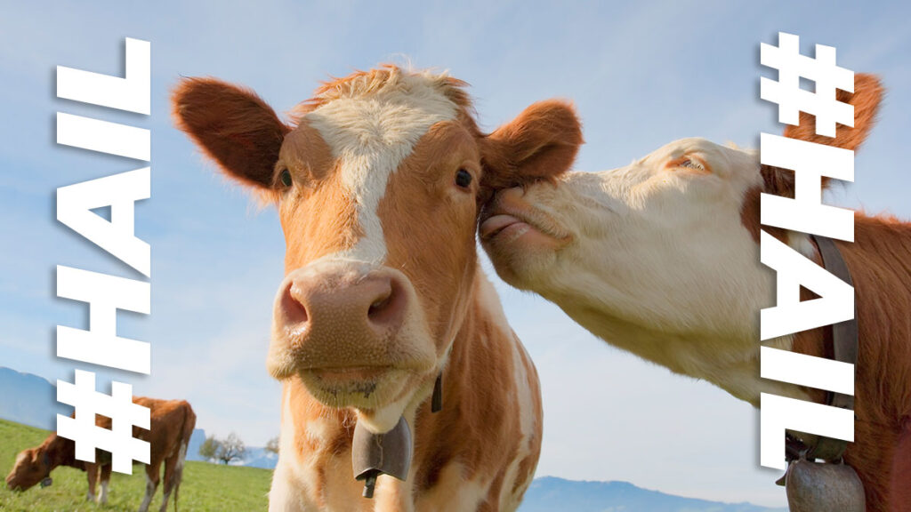 Flood-hit Dairy Farm Offers “cow cuddles” as an Alternative Income Source