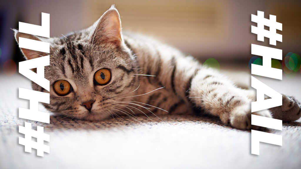 Welcome to purr-adise