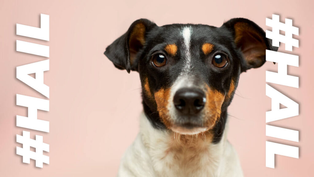 Adidas unleashed football fashion for four-legged fans