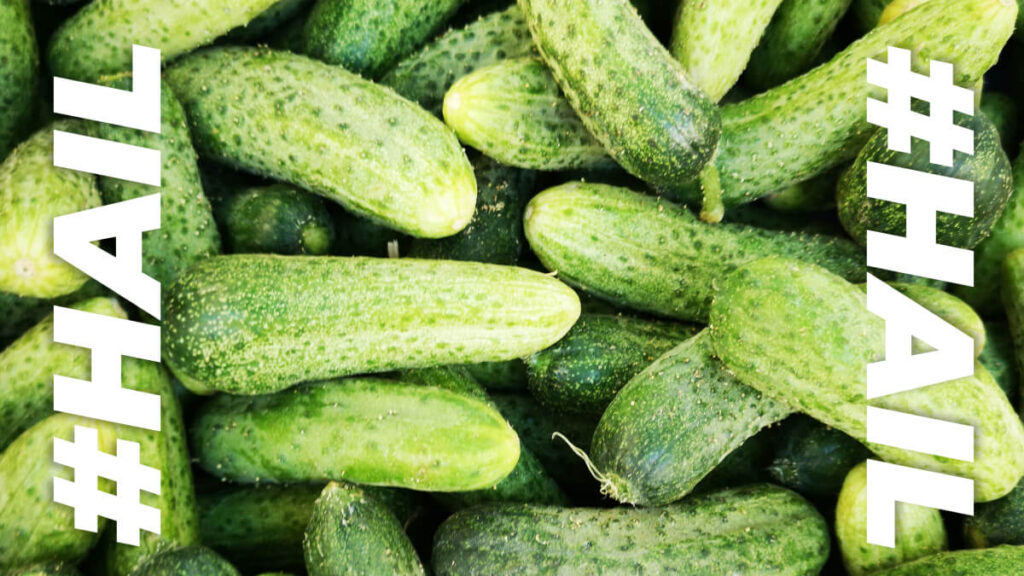e.l.f. makes a big dill out of viral success