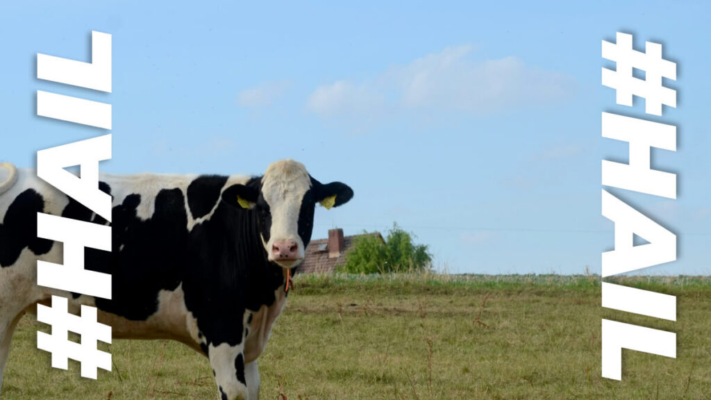 The Laughing Cow turns its famous smile upside down
